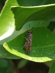Hermetia chrysopila