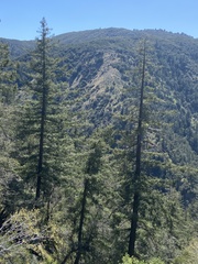 Pseudotsuga macrocarpa