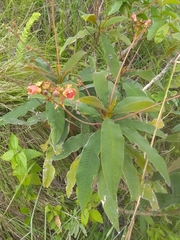 Rhytidophyllum bicolor