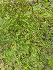 Odontosoria aculeata