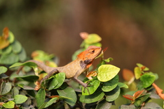 Calotes versicolor