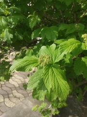 Viburnum opulus