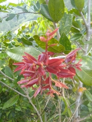Hymenaea