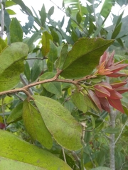 Hymenaea