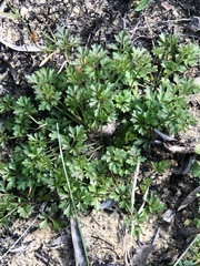 Xanthosia dissecta