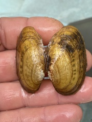 Cambarunio taeniatus