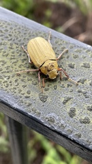 Cyphochilus apicalis