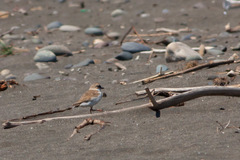Charadrius semipalmatus