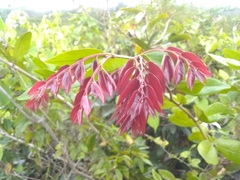 Hymenaea