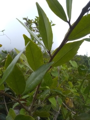 Hymenaea