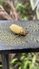 Cyphochilus apicalis