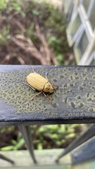 Cyphochilus apicalis