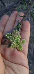 Cissus tuberosa