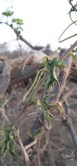 Cissus tuberosa