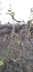 Cissus tuberosa