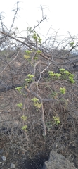 Cissus tuberosa