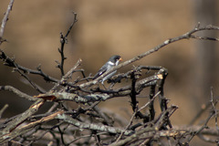 Sporophila albogularis