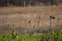 Eupsittula cactorum