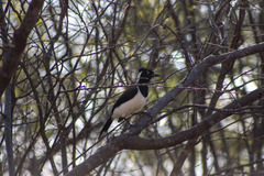 Cyanocorax cyanopogon