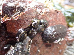 Siphonaria thersites