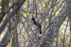 Cyanocorax cyanopogon