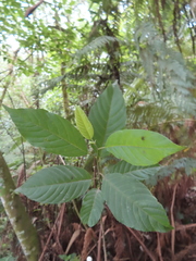 Ulmus mexicana