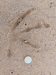 Pelecanus conspicillatus