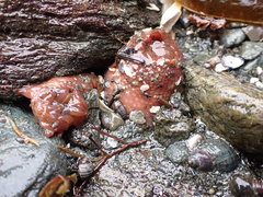 Aulactinia