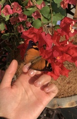 Doleschallia bisaltide