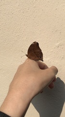 Doleschallia bisaltide