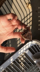 Doleschallia bisaltide