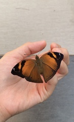 Doleschallia bisaltide