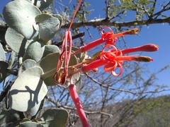 Psittacanthus auriculatus