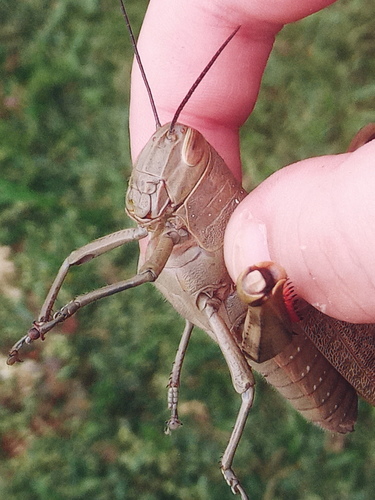 Giant Grasshopper photo 4