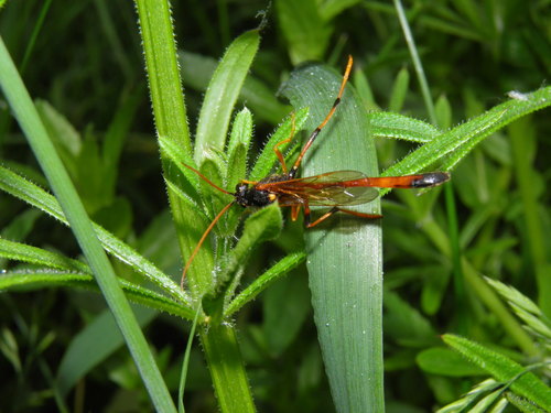 Therion circumflexum