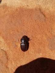 Phorticosomus