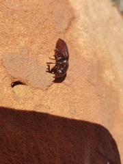 Phorticosomus