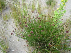 Juncus caespiticius