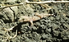 Hemidactylus turcicus