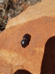 Phorticosomus