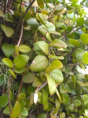 Sphyrospermum buxifolium
