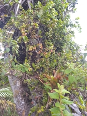 Sphyrospermum buxifolium