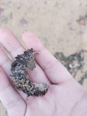 Heliocidaris