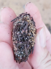 Heliocidaris