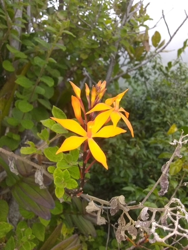 Epidendrum wrightii