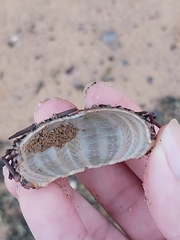 Heliocidaris