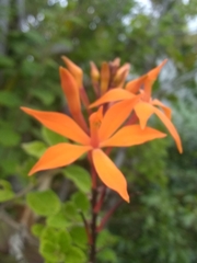 Epidendrum wrightii