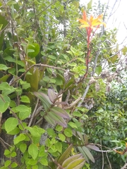 Epidendrum wrightii