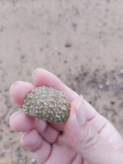 Heliocidaris
