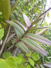Epidendrum wrightii